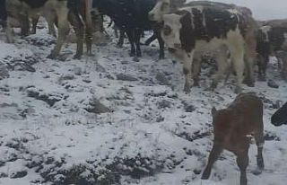 Develi’de kayıp büyükbaş hayvanlar bulundu