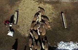 Devlet desteği alan eski hükümlü, küçükbaş...