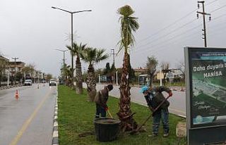 Devrilen ağaçların yerine yeni ağaçlar dikiliyor