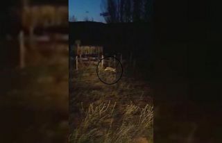 Doğada nadir görülen yırtıcıyı ‘gel buraya...