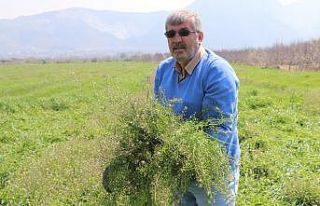 Doğadaki şifa deposu ‘Çoban Çantası’ geçim...