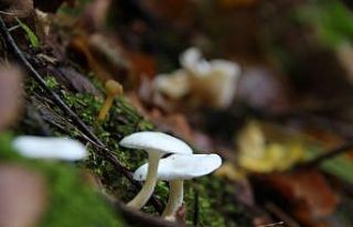 Doğadan toplanan mantarlara dikkat