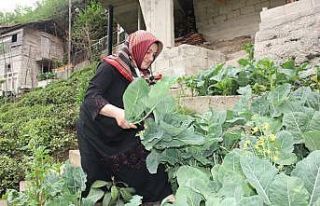Doğu Karadeniz insanının vazgeçilmesi kara lahana...