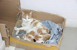 Doğum sancısı çeken kedi diş kliniğine geldi,...