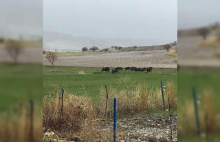Domuz sürüleri ovaya indi, bölge halkı korkuyla...
