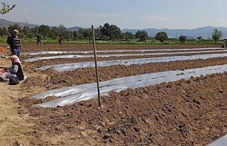 Don tehlikesi geçti, salatalık ekimleri hızlandı