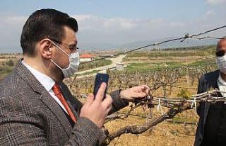 Don zararı yaşayan üreticileri sahada dinlediler