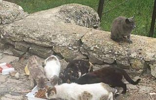 Dumlupınar’da sokak hayvanları unutulmadı