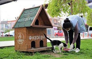 Dünya Sokak Hayvanları Günü’nde de sokak hayvanları...