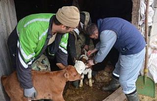 Düzce’de 46 bin büyükbaş hayvan aşılandı