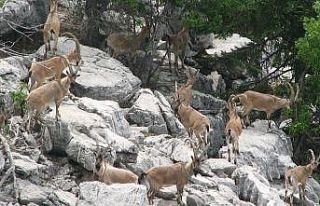 Ekipler kaçak avcılara göz açtırmıyor