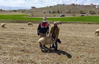 Elazığ’da kayıp koyunlar jandarma tarafından...