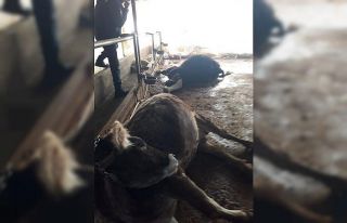 Elektriğe kapılan 9 hayvan telef oldu