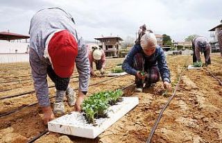 Emcelli Biberlerini, genç kuşaklar yetişmeye başladı