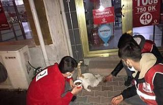Emet’te kısıtlamada sokak hayvanları unutulmadı