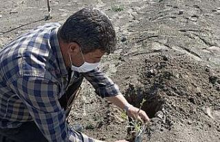 Erezyon sahasına Antep fıstığı fidanı dikildi