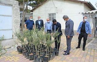 Ergani’de çiftçilere bin 600 adet zeytin fidanı...
