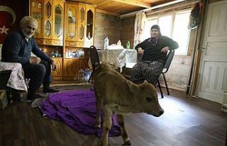 Erken doğan buzağıyı evlerinde besliyorlar
