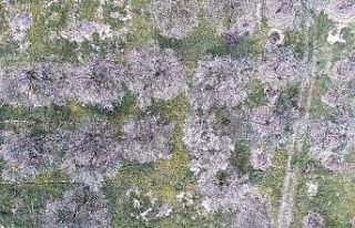 Erzincan’da kayısı ağaçları renk cümbüşü...