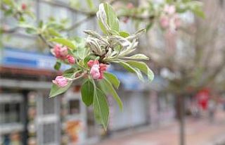 Eskişehir çiçek açtı