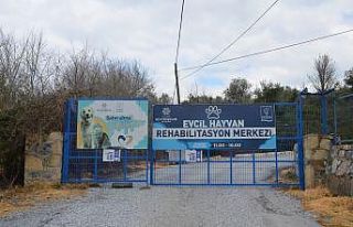 “Evcil Hayvan Rehabilitasyon Merkezi 10 gün içinde...