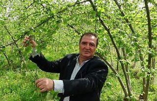 Fındık ihracatının yüzde 85’i AB ülkelerine