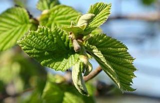 Fındıkta 30 lira beklentisi