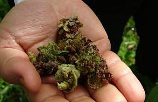 Fındıkta tehlike: Kozalak akarı