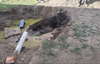 Foseptik çukuruna düşen ineği itfaiye kurtardı