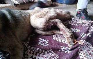 Gaziantep’te çoban köpeğini av tüfeğiyle vurdular