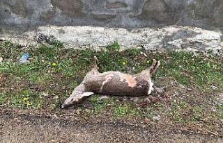 Gebe karaca kaçak avcı kurbanı oldu