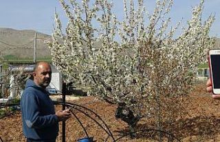 Gercüş’te çiçek açan kiraz bahçeleri gelinliği...