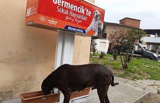 Germencik Belediyesi sokak hayvanları için beslenme...