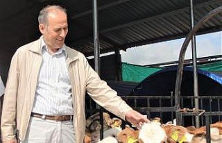 Giresun’da 9 bin 170 buzağı yetiştiricisine 14...