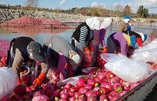 Gizemli hayırsever poşetle getirdiği parayı turp...
