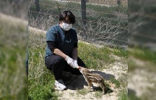 Göbek bağları dahi kopmayan yaban domuzlarından...