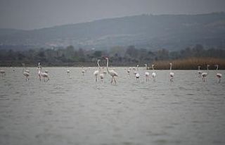 Göç eden flamingolar Çanakkale Tarihi Ala’nda...