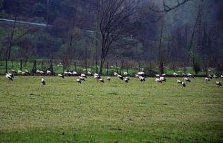 Göç eden leylekler Sakarya’da mola verdi