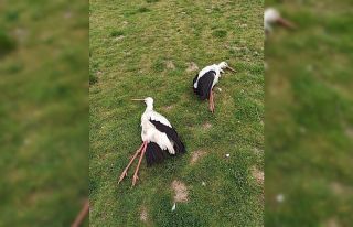 Göç eden leylekleri öldürdüler
