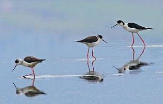Göçmen kuşların tercihi Hersek Lagünü