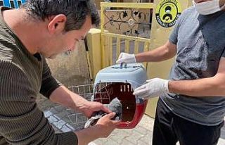 Gökçe Delice kuşu tedavi altına alındı
