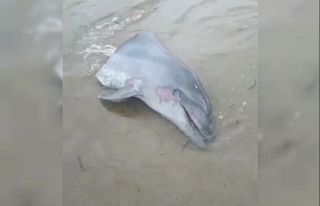 Gövdesi kesilmiş yunus başı sahile vurdu