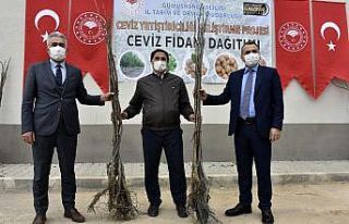 Gümüşhane’de üreticilere 5 bin 600 ceviz fidanı...