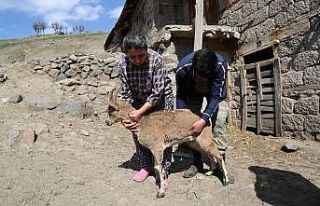 Günlerce baktıkları dağ keçisine, gözyaşlarıyla...