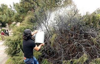 Güpegündüz ağacı yakıp kaçtı