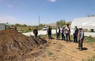 Gürpınar Belediyesinden ücretsiz fidan dağıtımı