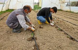 Gürpınar’da fideler toprakla buluştu