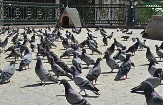 Güvercinlerin şanslısı yem buldu, şansızı aç...