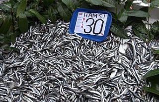 Hamsinin tezgahlarda son demleri: Kilosu 30 TL