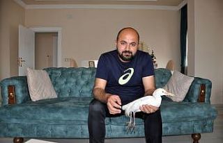 Harita mühendisinden ‘Sığır Balıkçıl’ kuşuna...